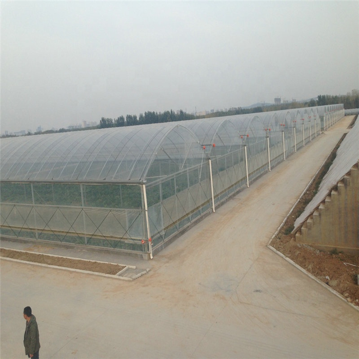 greenhouse (4).jpg greenhouse (4).jpg
